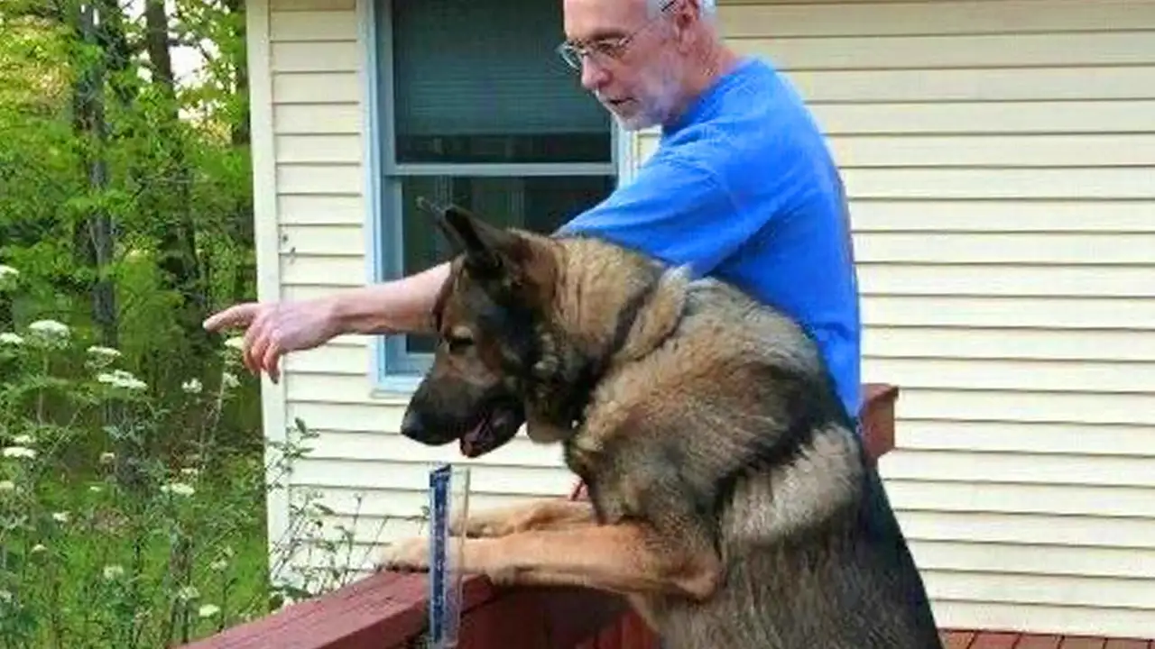 When You Live With a Comedian Dog ๐ Funny Dog and Human Videos