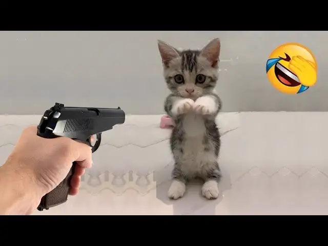 Crazy animals will make you laugh all day ๐