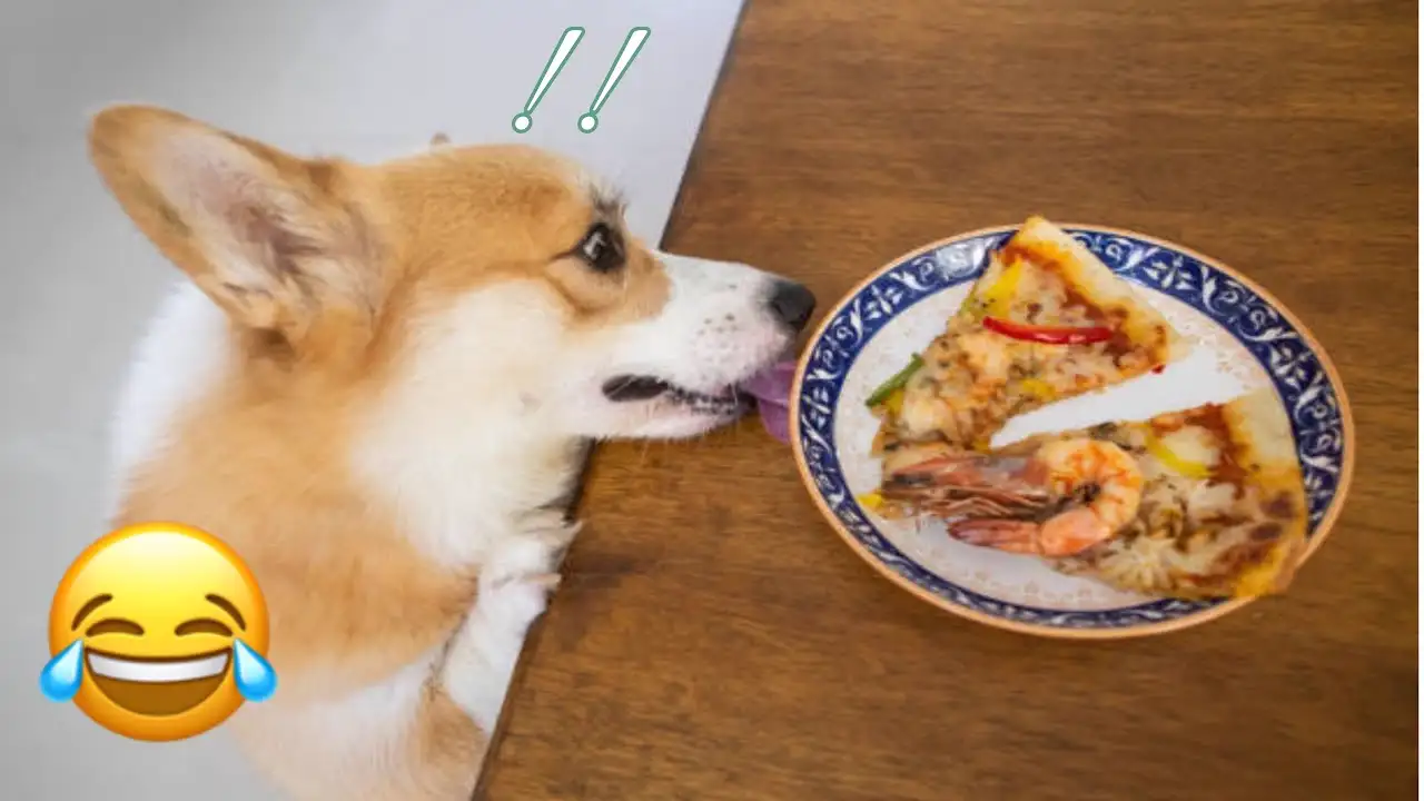 Funny Dog Want To Eat Pizza: The Most Funny And Hilarious Moments Of Dogs