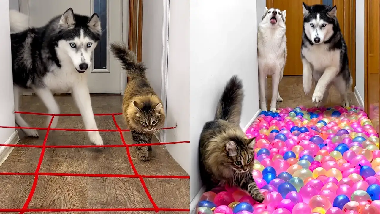 Owner Has NEW Challenges For Dogs And Cats EVERY DAY